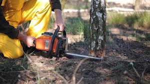 Best Root Management and Removal  in Johnson Lane, NV